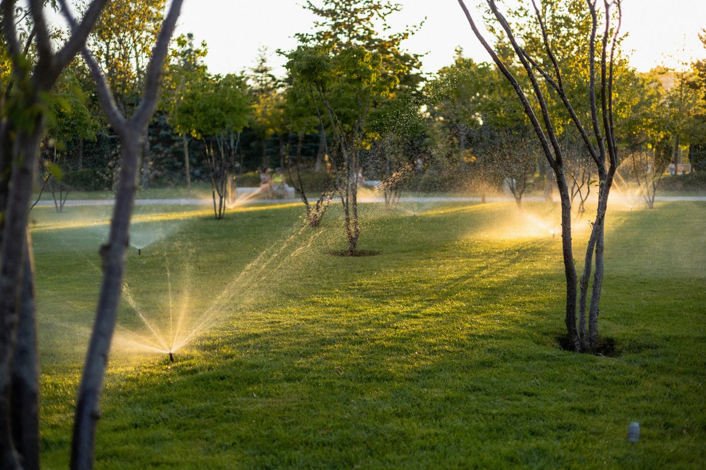 Sprinklers watering a tree-lined lawn at sunset