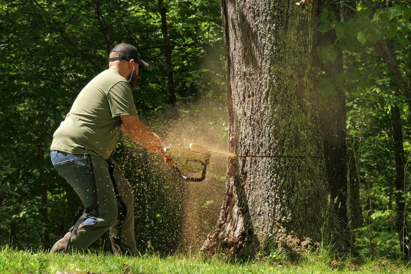 Cutting down a tree with a chainsaw